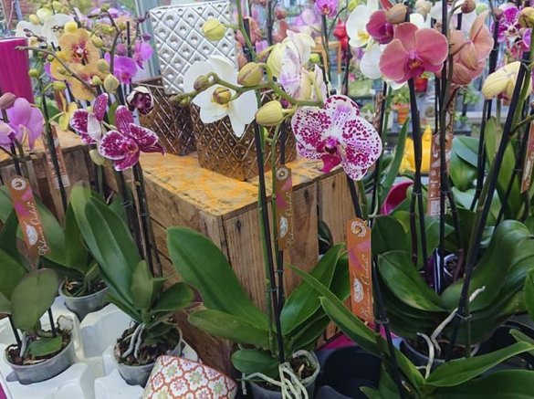 orchidées plantes d'intérieur